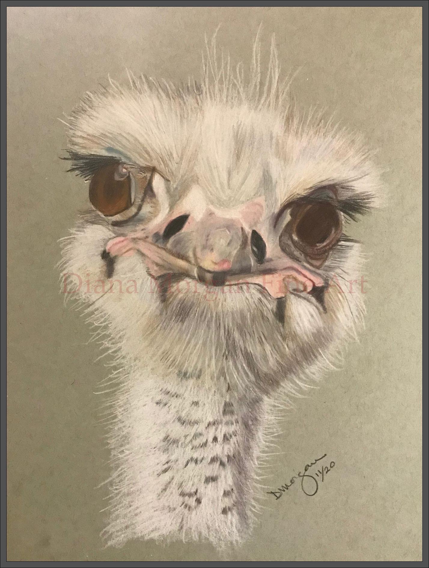 Ostrich I